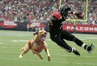 Picture for song 'Might Mike Vick Ya - (Free Download!*)' by artist 'Track House Beats'