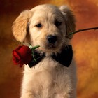 Picture for song 'Puppy Love (SOLD)' by artist 'Trackslammerz'