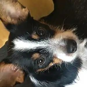 Picture for song 'Jersey' by artist 'Johanna Renfro'