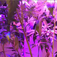 Picture for song 'Weed & Club Lights' by artist 'King Zo'