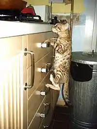 Picture for song 'B Orphius' by artist 'Clivey Macdougall'