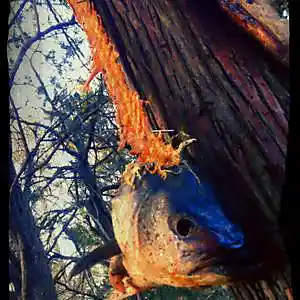 Picture for song 'gutar ded' by artist 'Err0r'