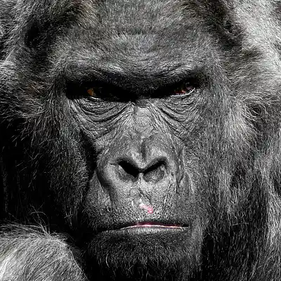 Picture for song 'King Kong Ain't Got Sh*t On Me Hard Trap Beat' by artist 'EXODUSPRODUCER'