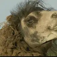 Picture for song 'Rodz Steals a Camel' by artist 'Alan L Cole'