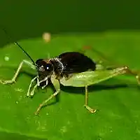 Picture for song 'Cricket' by artist 'gradyboyzbeatsproduction'