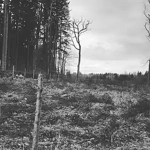 Picture for song 'Die Qualen der Kindheit' by artist 'Maximilian Mikosch'