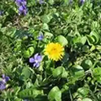 Picture for song 'A Little FlowerDear My Friends' by artist 'HealingMusic'
