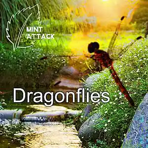 Picture for song 'Dragonflies' by artist 'Mint Attack'