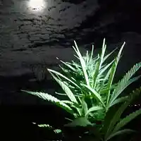 Picture for song 'Weed Night - prod by @SpearBeatz' by artist 'Spear Beatz'