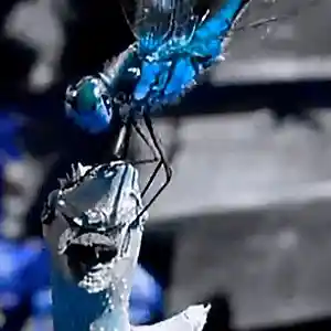 Picture for song 'Warriorfly' by artist 'eka'