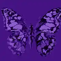 Picture for song '(NEW) Butterfly ' by artist 'LEXI BANKS'