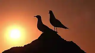 Picture for song 'Hidden Sun' by artist 'Stefan Guided Meditations'