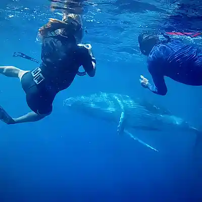 Picture for song 'Clear To See' by artist 'aaron aardvark'