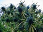 Picture for song '(BTBUent) - Space Kush - Free DL' by artist 'Beat The Block Up Beat Squad'