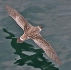 Picture for song 'Lower Blues (S858Mvt3)' by artist 'FranklinEMorris'