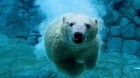 Picture for song 'POLAR BEAR' by artist 'KASH KOMMISSION'