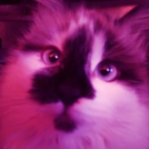 Picture for song '[FREE] Juja' by artist 'kebety katma'