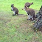 Picture for song ''The Road ( Path ) of Life'' by artist 'Nadia Cripps'