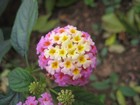 Picture for song 'In An English Garden - - Output - Stereo Out.mp3' by artist 'ProgRockDan1'