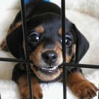 Picture for song 'BeastMode' by artist 'PureBread Pro'