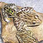 Picture for song 'Requiem For a Frog' by artist 'R.E.A. (USA)'