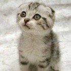 Picture for song 'Mani Meeoww.mp3' by artist 'Studio Dhwani'