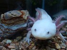 Picture for song 'Axolotl Cave' by artist 'Tao Mechanism'