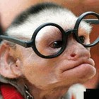 Picture for song 'Chimpo-monkey groove' by artist 'Theory of Everything'