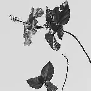 Picture for song 'WITHERED Hard Latin Trap' by artist 'Zalfprod'