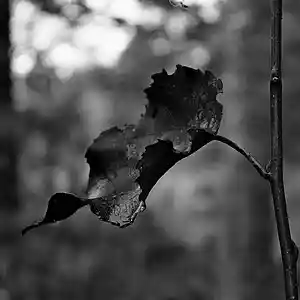 Picture for song 'Orality' by artist 'Ergonormous'