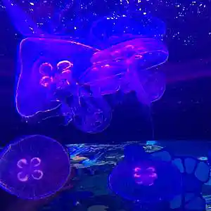 Picture for song 'Rejection' by artist 'H.Y.M.'