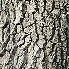 Picture for song 'Universe Of Bark' by artist 'Otto Assimilation'