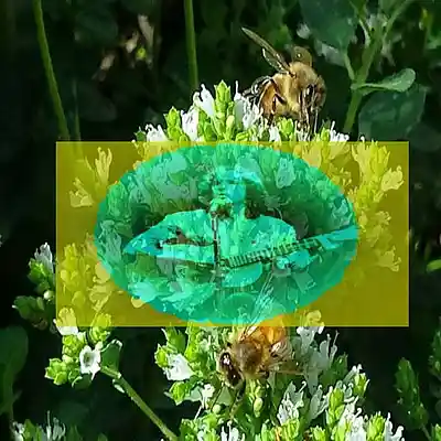 Picture for song 'A Perfect Forest Day' by artist 'Carlo D'Anna'