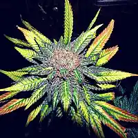 Picture for song 'weed all day' by artist 'Wats Boogie Productions'