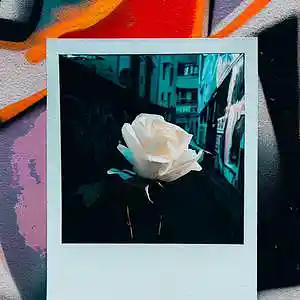 Picture for song 'Loyalty' by artist 'Clint Saint'