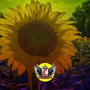 Picture for song 'SUNFLOWER (The Kid LAROI Type Beat )' by artist 'Chorderline'