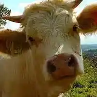 Picture for song 'Global Bovine Domination' by artist 'They Killed Fritz'