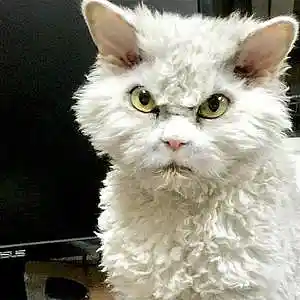 Picture for song 'Angry Cat Calls Part 2' by artist 'JoshPranks'