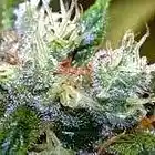 Picture for song '$$ KUSH (light up) $$' by artist 'DJ BLACKZONE'