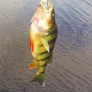 Picture for song 'Just Another Catch To Your Slaughter-MP3' by artist 'Without regrets.'
