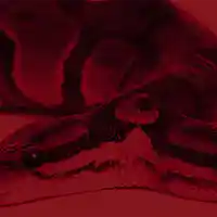 Picture for song '(NEW) Medusa ' by artist 'Mika Moon'