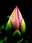 Picture for song 'Lullaby for rose' by artist 'andre g'