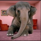 Picture for song 'Bang, Boom, Elephant in the Room (Buy 1 get 4 FREE' by artist 'Errol Beats'