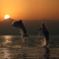 Picture for song 'La Mer' by artist 'Falken'