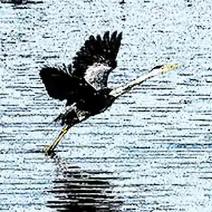 Picture for song 'The Moment of Flight' by artist 'Larry Ludwick'