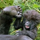 Picture for song 'Low Five' by artist 'Schlap'