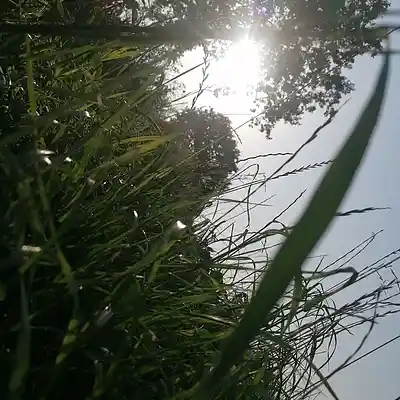 Picture for song '20240905_155617zu_stand_Allahs_fs' by artist '786 scheint-Al'lahs Bande'