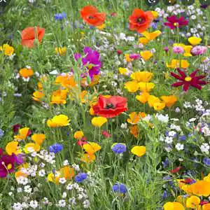 Picture for song 'Close' by artist 'Beth Jetton'