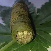Picture for song 'Ganja Ganja' by artist 'J.Scott Productions'