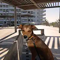 Picture for song ' LUCKY DOG - Support Your SPCA International' by artist 'Dr. Bob's Jazz - Benefit Boppin' Quartet - JBBQ'